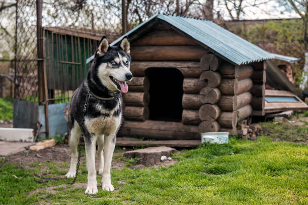 istock blue eyed husky on chain 1159802592
