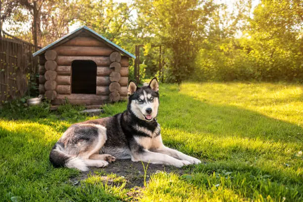 cute and smart husky is resting at the kennel
