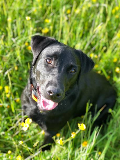 istock A happy black Labrador looks up towards the camera 1159803130