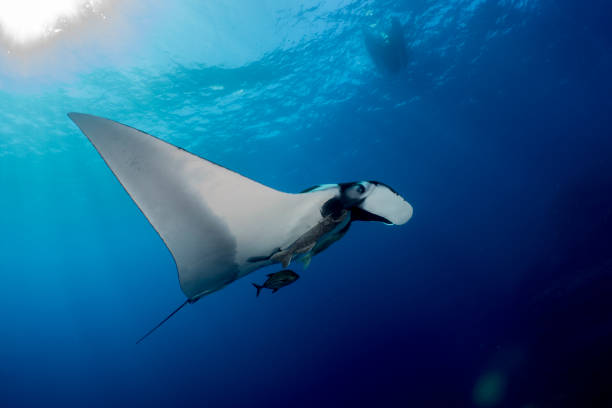istock A flying Manta ray in Socorro Island 1159805481