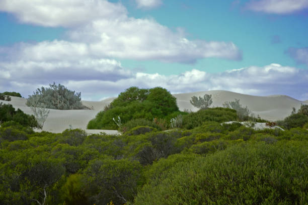 White sand dunes near Cervantes, Western Australia