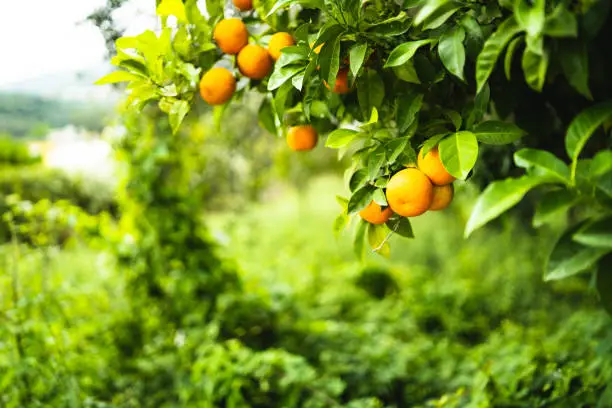 Orange tree fruit.