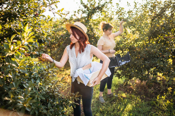 istock Women harvesting sour cherries 1159806788