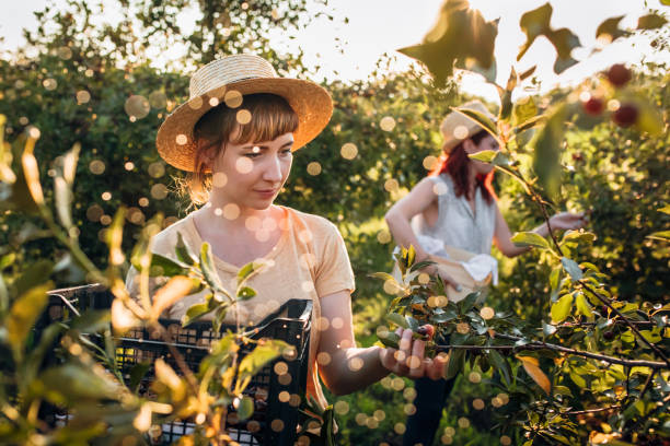 istock Refreshing rain on sunny day in cherry orchard 1159807231