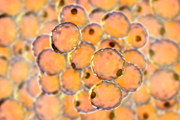 жировые клетки, или жировые клетки - adipose cell стоковые фото и изображения