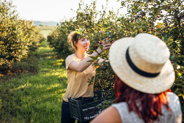 istock Women harvesting sour cherries 1159807856
