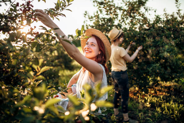 Picking up cherries in orchard Fruit harvest. Two young women picking up sour cherries in orchard on sunny day orchard stock pictures, royalty-free photos & images