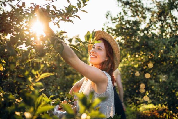 istock Picking up cherries in orchard 1159808163
