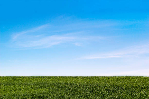 istock Green field gainst blue sky, sunny summer day 1159808758