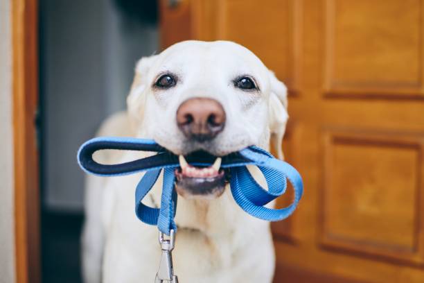 Dog waiting for walk Dog waiting for walk. Labrador retriever standing with leash in mouth against door of house. animal mouth stock pictures, royalty-free photos & images