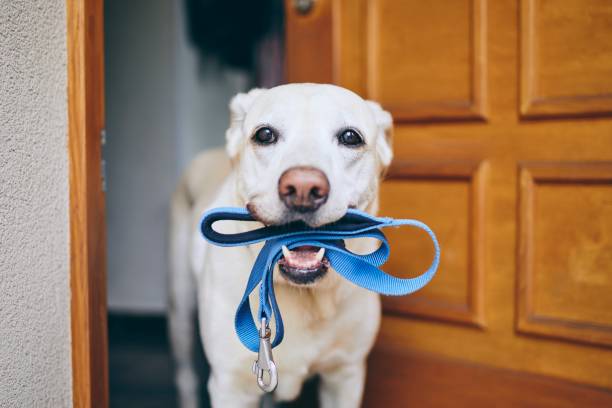 Dog waiting for walk Dog waiting for walk. Labrador retriever standing with leash in mouth against door of house. pet leash photos stock pictures, royalty-free photos & images