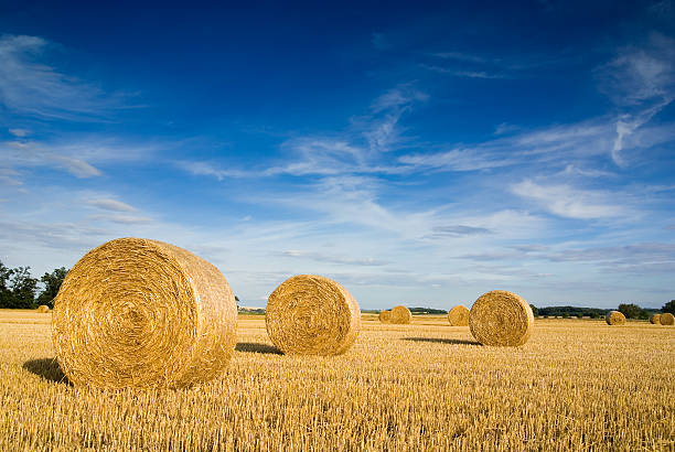 Straw bales Straw bales on farmland with blue cloudy sky. bale photos stock pictures, royalty-free photos & images