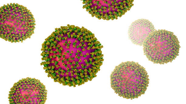 Measles viruses, illustration showing surface glycoprotein spikes heamagglutinin-neuraminidase and fusion protein Measles viruses. 3D illustration showing structure of measles virus with surface glycoprotein spikes heamagglutinin-neuraminidase and fusion protein measles stock pictures, royalty-free photos & images