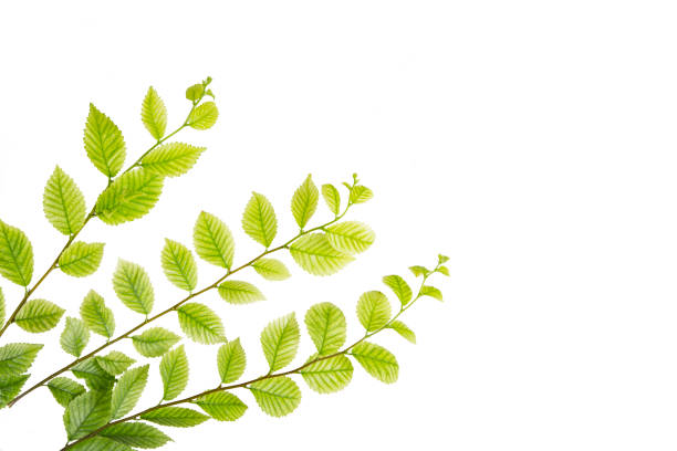 Green spring branches with leaves isolated on white background, Space For Text, Nature Border, spring freshness concept