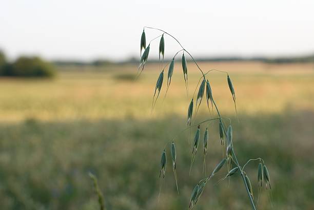 Oreille d'avoine - Photo