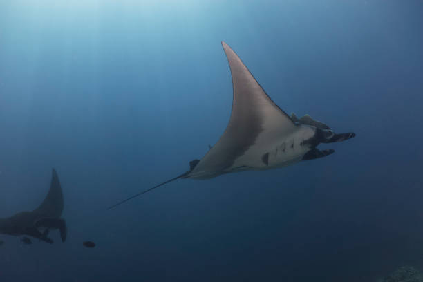 istock Flying Manta rays in Socorro Island 1159810608