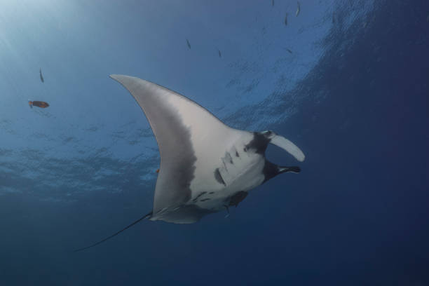 istock A flying Manta ray in Socorro Island 1159810623