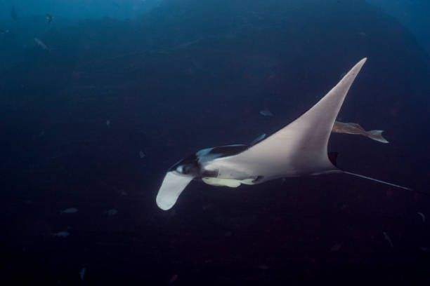 istock A flying Manta ray in Socorro Island 1159810683