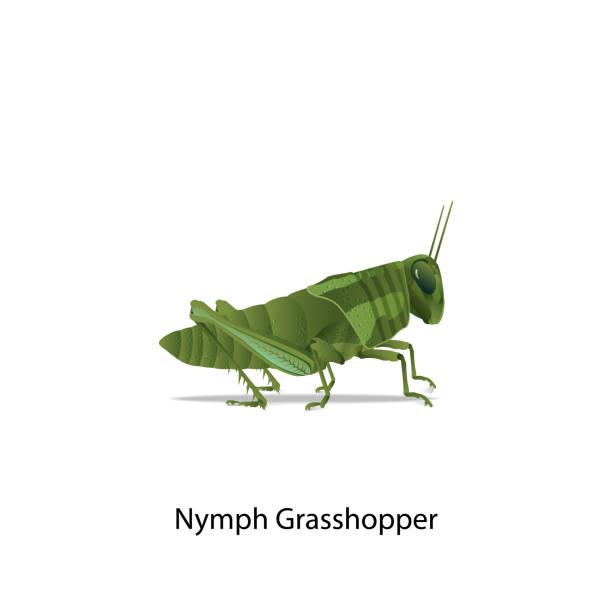 ilustra�ções, clipart, desenhos animados e ícones de vetor do gafanhoto da ninfa no fundo branco. - cricket locust grasshopper insect