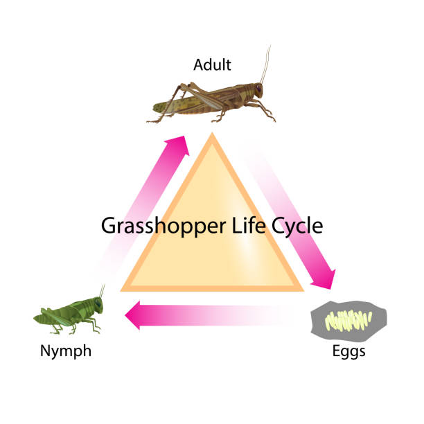 cykl życia konika polnego - grasshopper stock illustrations