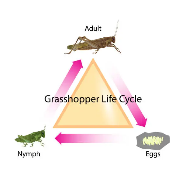 Vector illustration of Grasshopper life cycle