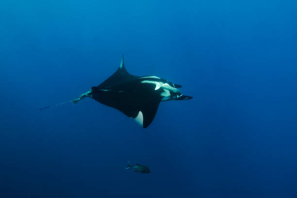 istock A flying Manta ray in Socorro Island 1159811269