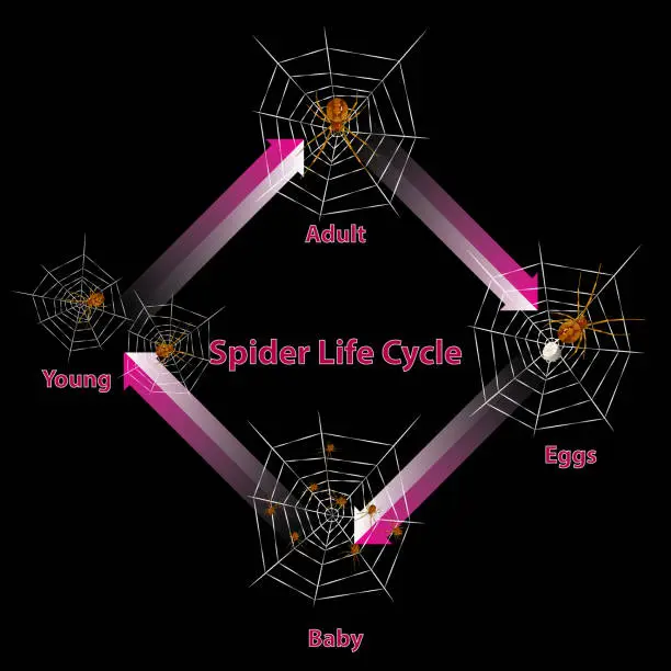 Vector illustration of Spider life cycle vector.