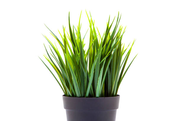 istock Indoor table plant isolated on white background 1159811611