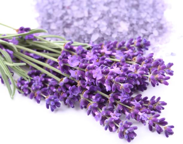 istock Bouquet of lavender. 1159812008