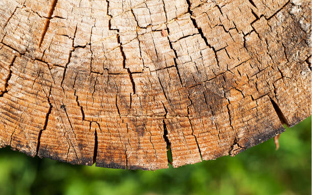 Cross section of tree trunk showing growth rings. Slice of a trunk of a wood with annual rings Cross section of tree trunk showing growth rings. Slice of a trunk of a wood with annual rings juniper tree bark tree textured stock pictures, royalty-free photos & images