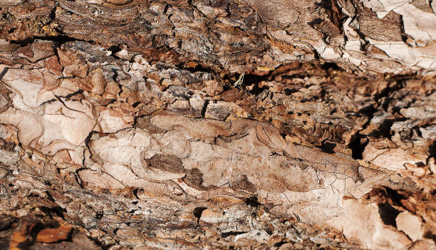 istock Embossed texture of the brown bark of a tree. Tree bark background 1159814189