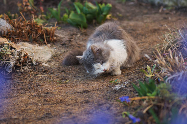 istock Gray cat eats something in the garden 1159815662