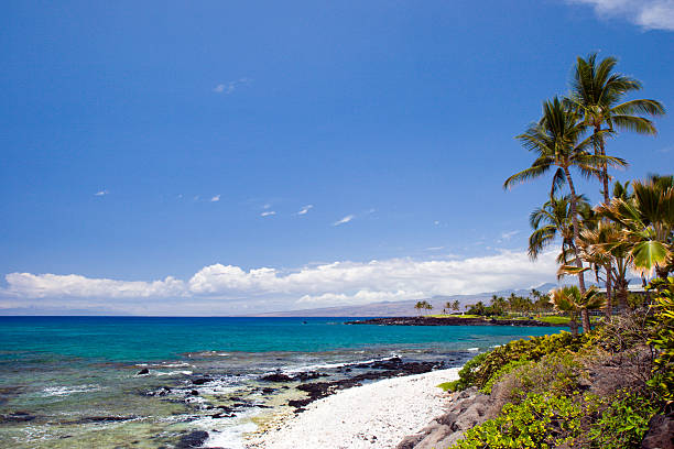 himmlischen strand von hawaii - tree wind palm tree hawaii islands stock-fotos und bilder