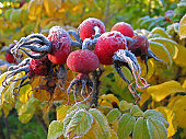 Rosehips from Rugosa Rose covered with frost in autumn