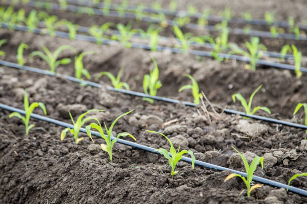 petit champ de maïs avec irrigation goutte à goutte - corn crop irrigation equipment agriculture leaf photos et images de collection