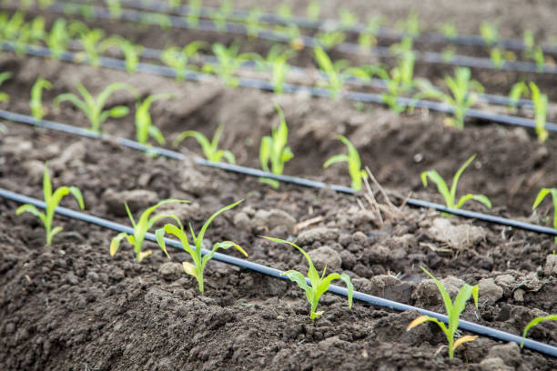 점적 관개와 작은 옥수수 필드 - corn crop irrigation equipment agriculture leaf 뉴스 사진 이미지