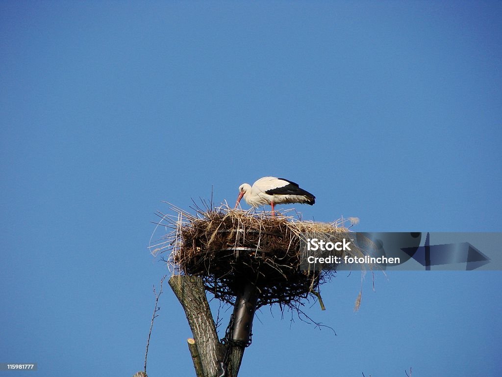 Storchenvogel - Lizenzfrei Ausbrüten Stock-Foto