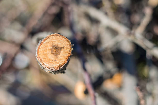 Firewood prepared for heating the house in winter on a blurry background.