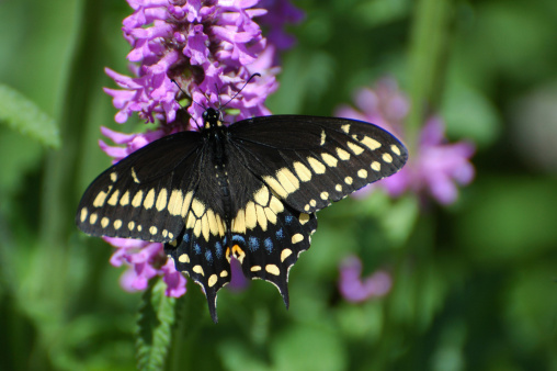 Eastern black swallowtail butterfly, 