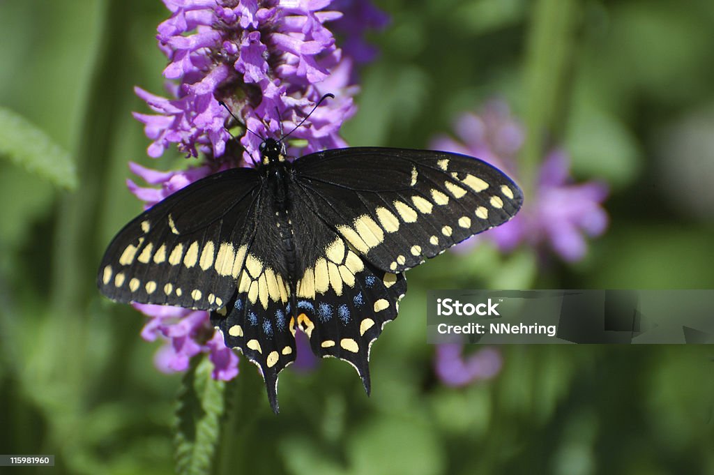 Eastern black swallowtail butterfly, Papilio polyxenes asterius Eastern black swallowtail butterfly,  Black Swallowtail Butterfly Stock Photo