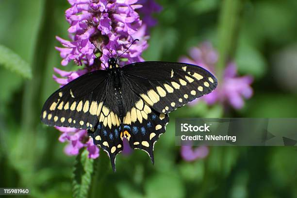 Eastern Black Swallowtail Butterfly Papilio Polyxenes Asterius Stock Photo - Download Image Now