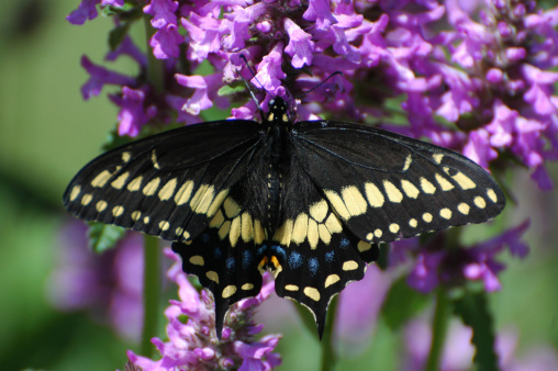 Tiger swallowtail butterfly, Fulford Harbour, Salt Spring Island, BC Canada