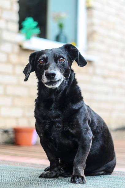 портрет старой собаки таксы - dachshund dog small black стоковые фото и изображения