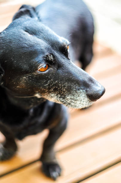 Portrait of an old tired black-haired dachshund dog in the backyard. Domestic dog with a gray muzzle