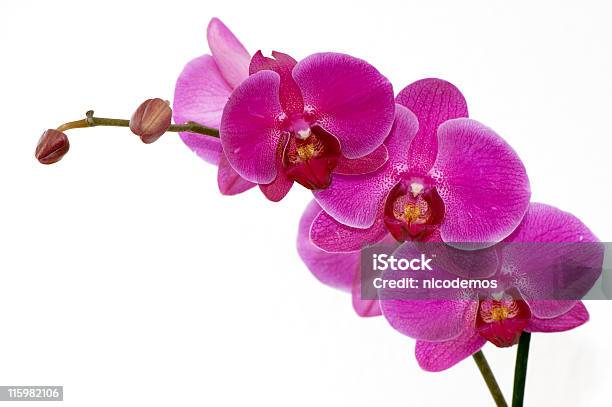 아름다운 핑크 연자주색 0명에 대한 스톡 사진 및 기타 이미지 - 0명, 꽃 한송이, 꽃-꽃의 구조