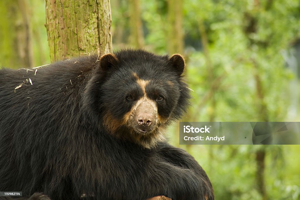 Andean ours - Photo de Ours à lunettes libre de droits