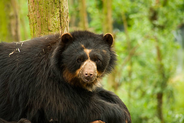 Andean Bear stock photo