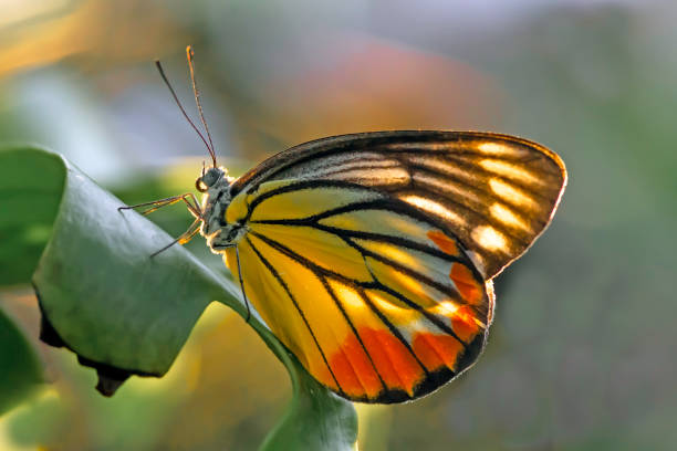 istock Leopard Butterfly Island on green leaves 1159821619