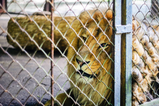 istock The lion in captivity in a zoo behind bars. 1159821630