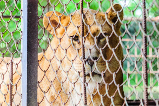 istock The lion in captivity in a zoo behind bars. 1159822526